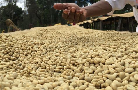 Ethiopia Guji 2 Top Denbi Uddo Grainpro | Royal Coffee
