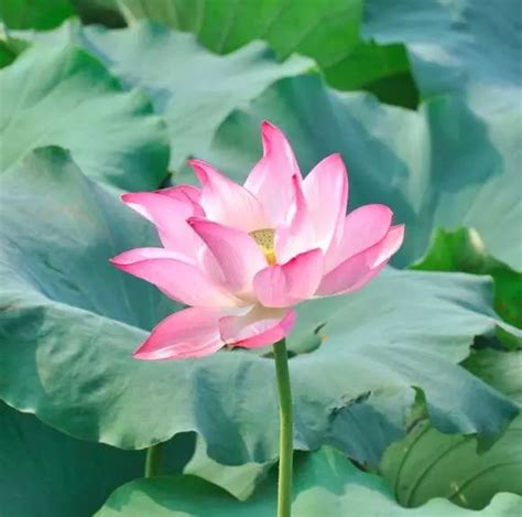 花头像图片