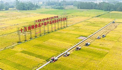 推动川米产业升级 “天府好米品质提升战略合作”成都崇州签约 | 每经网