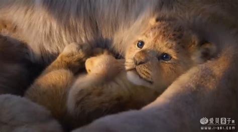 “真人版”《狮子王》正在刷新各项记录：成为迪士尼最卖座的动画电影-新闻资讯-高贝娱乐