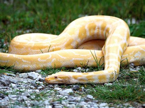 金色蛇是什么品种 人们常说的黄金蟒长度约7米-百科-优推目录