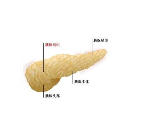 胰腺的位置图图片