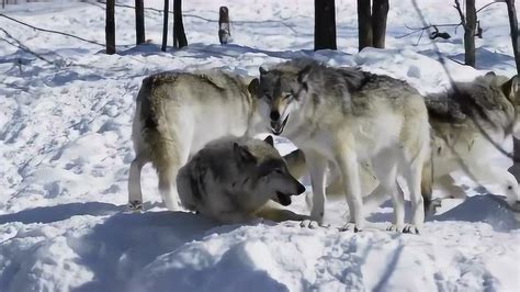 罕见动物园野狼繁殖，与狗不同