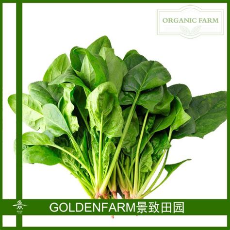 供应VICTORY868—菠菜种子-长江蔬菜