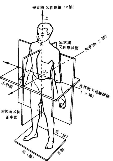 人体平面图图片