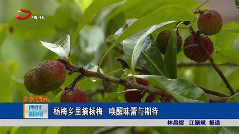 杨梅乡里摘杨梅 唤醒味蕾与期待_视频新闻_德化县人民政府