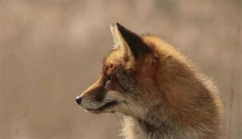 准时开饭！一只狐狸到东北林区瞭望塔连续“蹭饭”一个月-大河新闻