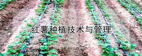 红薯育苗的方法 —【发财农业网】