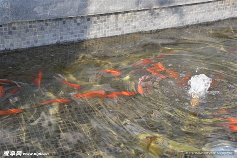 池鱼图片