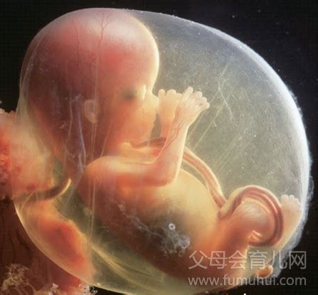 【怀孕每周胎儿图】怀孕四个月胎儿图_第二人生