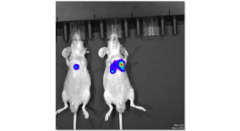 构建原位原发子宫内膜癌动物模型的方法