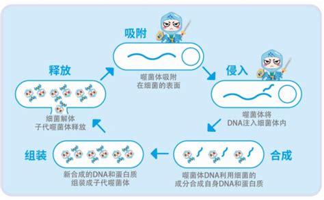 5大案例，快览噬菌体最新前沿应用_细菌_耐药性_疗法