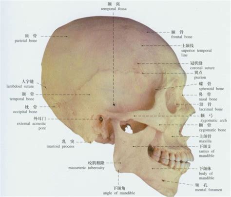 289. 颅骨与椎骨的连接(3)-基础医学-医学