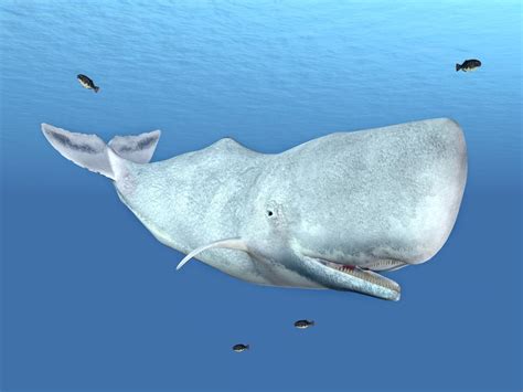 地球历史上最大的生物“蓝鲸”为什么能长那么大？看完长见识了_腾讯视频