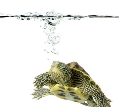 有趣的乌龟在污染的水中游泳高清图片下载-正版图片506114052-摄图网