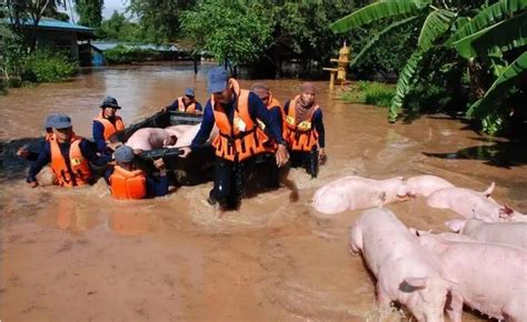 村民洪水中救助一只猪，看到它脸上露出的表情让人笑喷