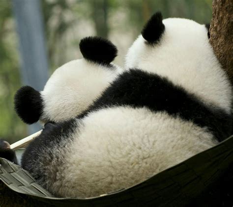 熊猫4k图片壁纸(动物静态壁纸) - 静态壁纸下载 - 元气壁纸