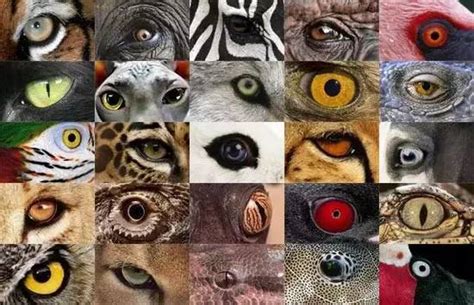 如何通过动物的眼睛认识它们？ - 知乎
