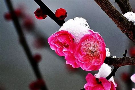 腊梅傲雪,花卉,植物花草,摄影,汇图网www.huitu.com