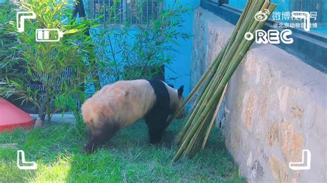 “丫丫”目前状态如何？北京动物园发布最新视频_手机新浪网