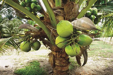 泰国金椰|泰国金椰子|金椰子|金椰子苗长期供应批发