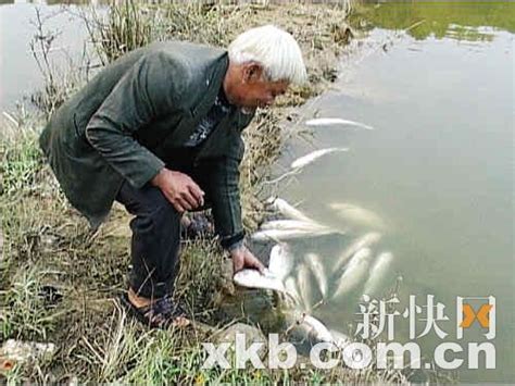 武汉河面浮现大量死鱼变质腐烂 谁来管-麻辣杂谈-麻辣社区