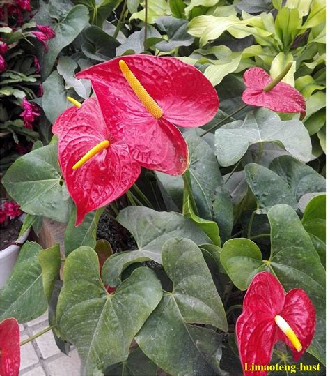 绿掌为天南星科花烛属植物_[标签:标题1]