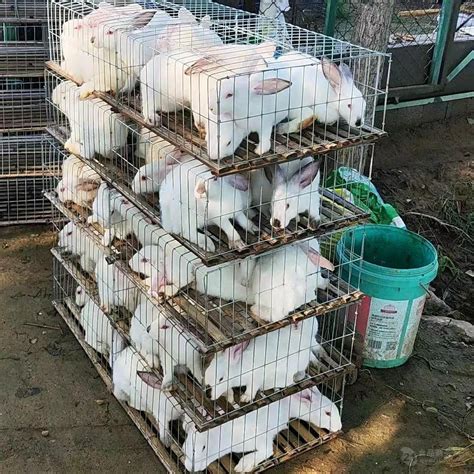 生态兔养殖基地 - 产品展示 - 四川海娜思食品有限公司