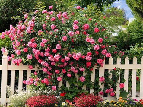 蔷薇属植物有哪些品种 常见蔷薇科蔷薇属花卉植物-花海建设-长景园林网
