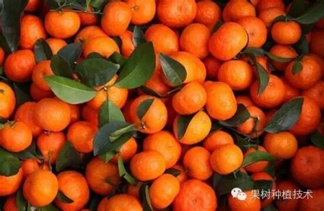 橘树带果，橘树种植园。新鲜的橘子树上，橘子树花园。—高清视频下载、购买_视觉中国视频素材中心