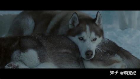 雪橇犬的电影，有哪些好看关于雪橇犬的电影啊谢谢