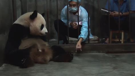 熊猫坐在饲养员身边，竟遭推开，奶爸：别忘了自己几斤几两！__财经头条
