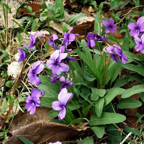 2016年3月18日，湿地动植物科普-紫花地丁 - 江苏南京长江新济洲国家湿地公园