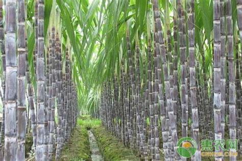 桂糖44号甘蔗种植管理技术-农技学堂 - 惠农网