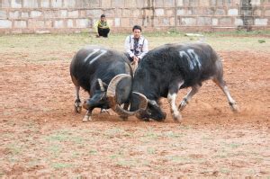 贵州农村斗牛比赛，打得头破血流还是不服输