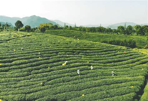第十届中国茶商大会·松阳银猴茶叶节--松阳新闻网