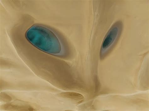 新疆沙漠雨后出现一张“狐狸脸”！网友：这“眼神”也太勾魂了
