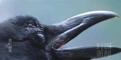日本民众生吃乌鸦刺身引争议 网友：“不恶心吗？”_手机新浪网
