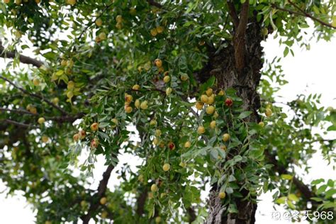18种果树，最适合家养，风水好果子甜！|南方|甘肃|品种_新浪新闻