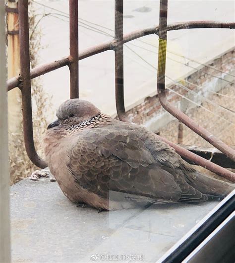 窗户下住着两只斑鸠，它们已经住好几年了|斑鸠|窗户|偷拍_新浪新闻