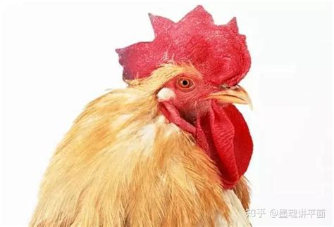 非主流头像鸡公头