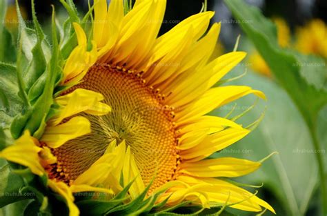 美丽的植物向日葵高清图片下载-正版图片600400834-摄图网