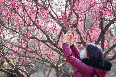 【寒梅芳艳﹝又见一年梅花开﹞摄影图片】生活摄影_一路顺风889_太平洋电脑网摄影部落