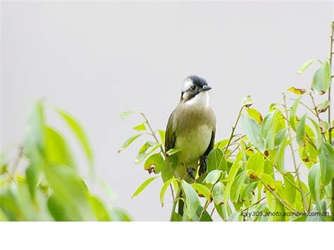 【窗外的小鸟摄影图片】家中生态摄影_lcyy305_太平洋电脑网摄影部落