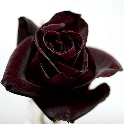 黑玫瑰雅称,黑玫瑰的雅称绰号别名,黑玫瑰有没有别名_大山谷图库