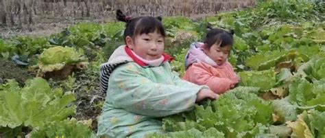 小女孩农场摘蔬菜高清图片下载-正版图片501339200-摄图网