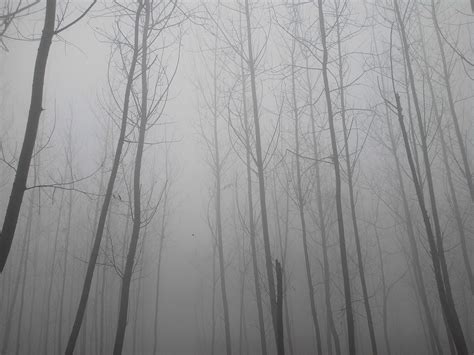 迷雾的森林高清图片下载-正版图片600167264-摄图网