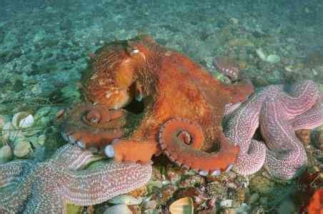 巨型章鱼-2：巨型章鱼从缝隙里钻出来，不到一分钟，就被抓住了_腾讯视频