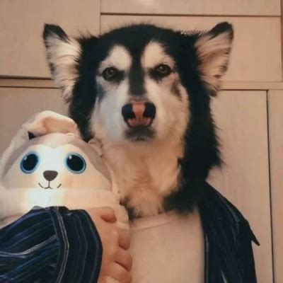 非主流狗头头像