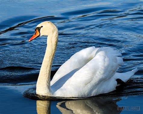 河面上的白色天鹅背景图片免费下载 - 觅知网
